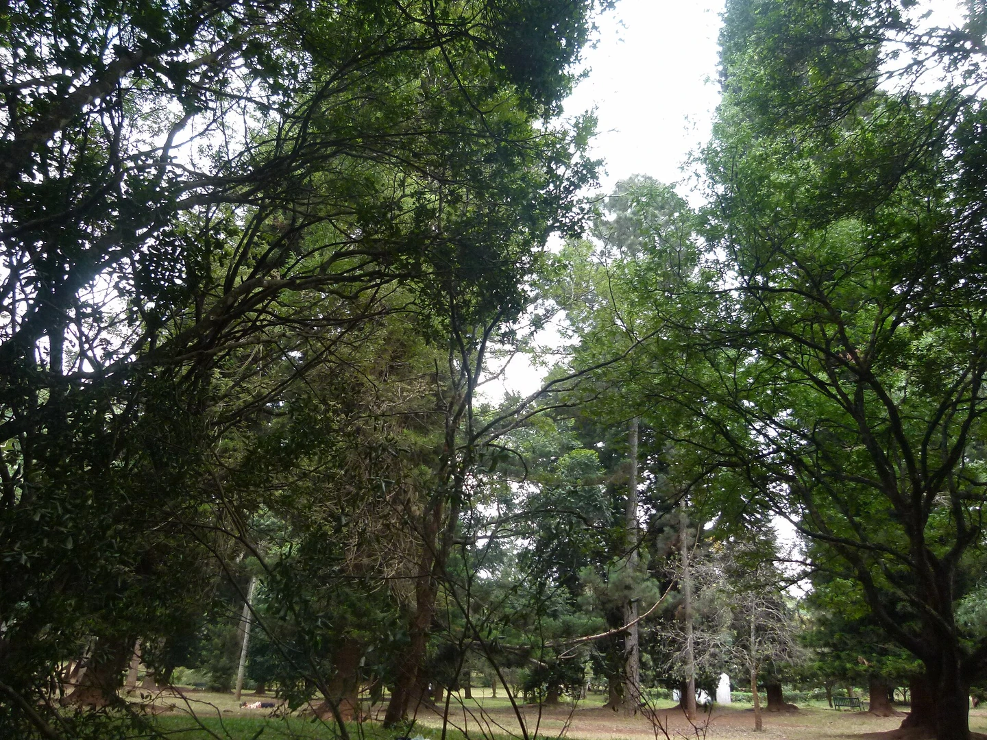 Green park landscape in Nairobi