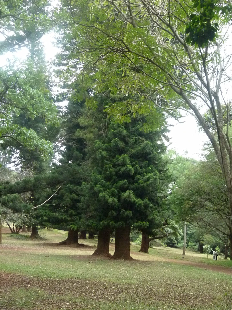 Green walking path in Nairobi